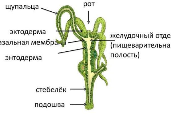 Как найти kraken