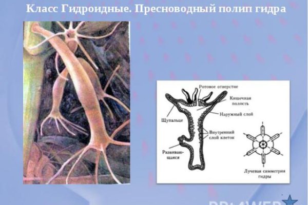 Какой нужен тор чтоб зайти в кракен